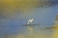 Avocet bird looking for food in the wetlands Royalty Free Stock Photo