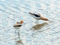 Two Avocets Foraging in Rippled Water