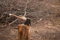 Two axes in a stub for splitting of firewood in the yard Royalty Free Stock Photo