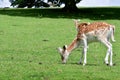 Two Axis Deer chital grazing in a meadow Royalty Free Stock Photo