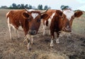 Two Ayrshire Cows Eating Hay