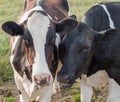 Two Ayrshire Cows with Comicle Expressions