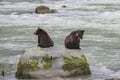 Two babies grizzlys on a rock in the river