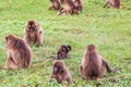 Two babies in a troop of Gelada baboons