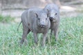 Two babirusa piglets Royalty Free Stock Photo