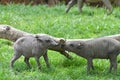 Two babirusa piglets Royalty Free Stock Photo