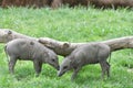 Two babirusa piglets 2 Royalty Free Stock Photo