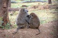 Two Baboon in Africa Grooming Each Other