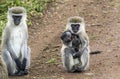 Two baboons with a baby on the way Royalty Free Stock Photo
