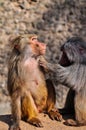 Two baboons Royalty Free Stock Photo