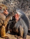 Two baboons Royalty Free Stock Photo