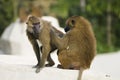 Two baboons of Guinea on a rock are removing lice, africa, wildlife, animal,monkeys Royalty Free Stock Photo