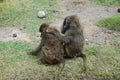Two baboons lousing each other in the Ngorongoro Crater