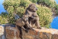 Two Baboons Royalty Free Stock Photo