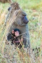 Two baboons, the mother and a baby Royalty Free Stock Photo