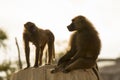 Two baboons on a rock,  two beautiful monkeys look at each other Royalty Free Stock Photo