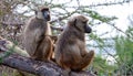 Two baboons sitting in an acacia tree Royalty Free Stock Photo