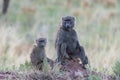 Two baboons sitting Royalty Free Stock Photo