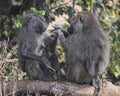 Two baboons sitting on a log facing each other in the Ngorongoro Crater Royalty Free Stock Photo