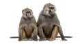 Two baboons sitting side-by-side on white background Royalty Free Stock Photo