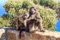 Two baboons Royalty Free Stock Photo