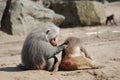 Two baboons in the zoo in summer Royalty Free Stock Photo