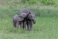 two baby African elephants playing Royalty Free Stock Photo