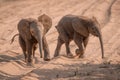 Two baby African elephants run across track Royalty Free Stock Photo