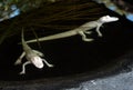 Baby albino alligators in water