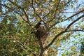 Two baby American Robins waiting to be fed while a male American Robin watches over the nest Royalty Free Stock Photo