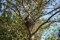 Two baby American Robins waiting to be fed while a male Robin watches over them in their nest Royalty Free Stock Photo