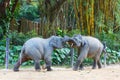 Two baby Asian elephants are playing in the zoo