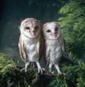 Two baby Barn Owls sitting on the branch