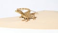 Two Baby Bearded Dragons Interacting on a White Background Royalty Free Stock Photo