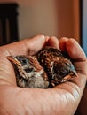 Two baby birds are comfortable in the hand. House sparrow Royalty Free Stock Photo