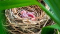 Two baby birds sleep in a nest on a tree. Waiting for mom to come back from looking for food. They do not have hair covering their Royalty Free Stock Photo