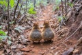 Two baby birds are walking down a path in the woods, AI Royalty Free Stock Photo