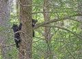 Two baby Black Bears have climbed up a tree.