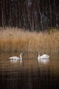 Two baby black swans swimming in lake together. Royalty Free Stock Photo