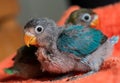 Two baby blue lovebirds with red beak on orange clothes