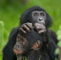 Two baby Bonobo sitting on the grass. Democratic Republic of Congo. Lola Ya BONOBO National Park.