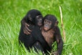 Two baby Bonobo sitting on the grass. Democratic Republic of Congo. Lola Ya BONOBO National Park.