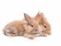 Two baby brown rabbit lying isolated on white background Royalty Free Stock Photo