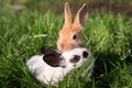 Two Baby Bunnies Playing on Green Grass Royalty Free Stock Photo