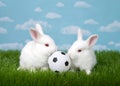 Two baby bunnies with soccer ball in grass Royalty Free Stock Photo