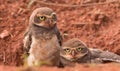 Two Baby Burrowing Owls