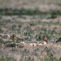 Two Burrowing Owl babies stand outside their nest burrow in southern Colorado Royalty Free Stock Photo