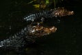 Two baby caimans with faces above the water in the river Royalty Free Stock Photo