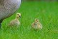 Two baby Canada Geese under mom`s care. Royalty Free Stock Photo