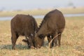 Two baby Cape buffalo Royalty Free Stock Photo